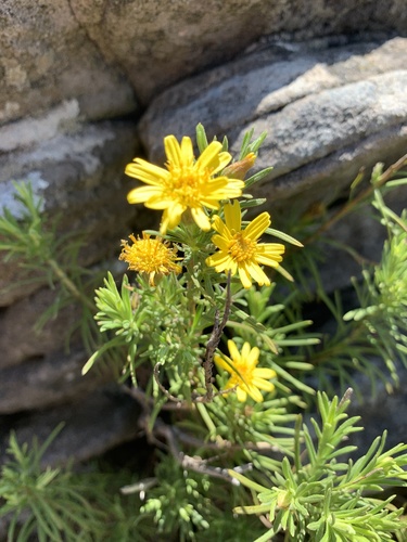 Tapering Mapdaisy (Arrowsmithia tenuifolia)