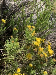 Arrowsmithia tenuifolia