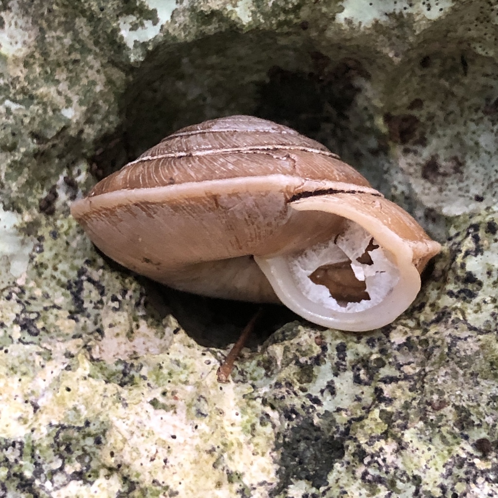 Aegista marginata