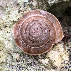 Plectotropis marginata