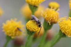 Halictus tumulorum