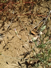 Xeranthemum cylindraceum