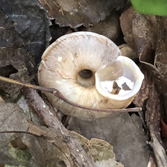 Plectotropis marginata