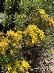Arrowsmithia tenuifolia