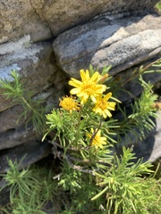 Arrowsmithia tenuifolia