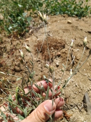 Xeranthemum cylindraceum