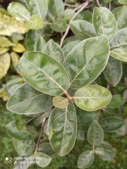 Elaeagnus macrophylla