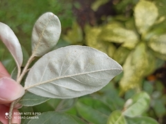 Elaeagnus macrophylla
