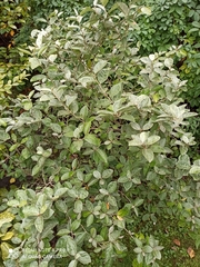 Elaeagnus macrophylla