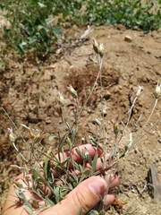 Xeranthemum cylindraceum