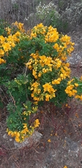 Senna cumingii