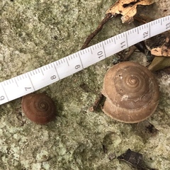 Plectotropis marginata