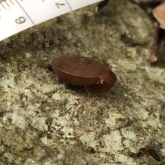 Plectotropis marginata