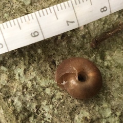 Plectotropis marginata