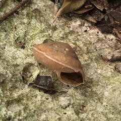 Plectotropis marginata