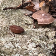 Plectotropis marginata