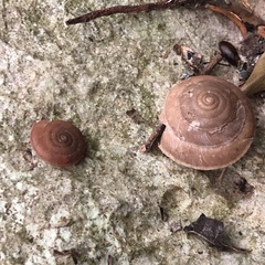 Plectotropis marginata