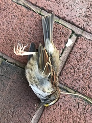 Zonotrichia albicollis