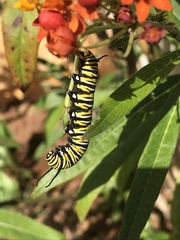 Danaus plexippus