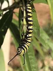 Danaus plexippus
