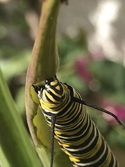 Danaus plexippus