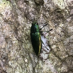 Chrysodema lewisii