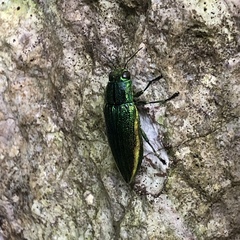 Chrysodema lewisii