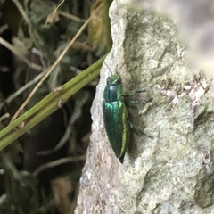 Chrysodema lewisii