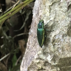 Chrysodema lewisii