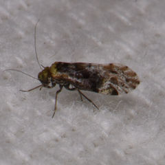 Trichadenotecnum majus