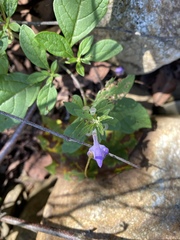 Scutellaria integrifolia