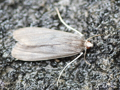Parapoynx maculalis