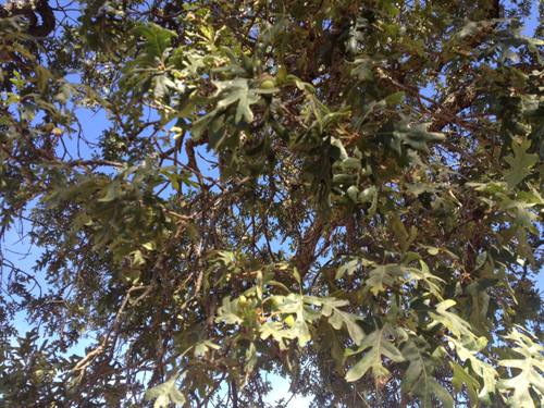 iNaturalist observation photo of valley oak