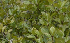 Lyonia ligustrina