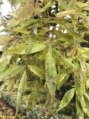 Angiospermae