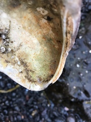 Mytilidae