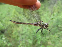 Somatochlora brevicincta