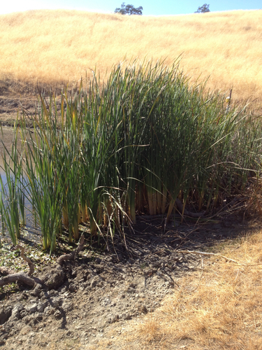 iNaturalist observation photo of broadleaf cattail