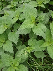 Urtica dioica