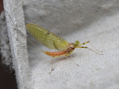 Stenacron interpunctatum interpunctatum