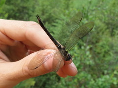 Somatochlora brevicincta