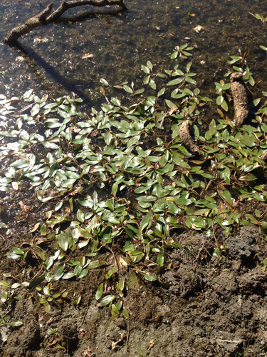 iNaturalist observation photo of floating-leaved pondweed