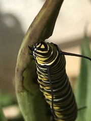 Danaus plexippus