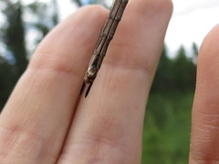 Somatochlora brevicincta