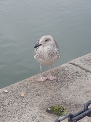Larus argentatus