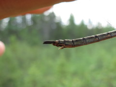 Somatochlora brevicincta