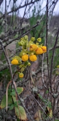 Calceolaria collina
