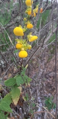 Calceolaria collina