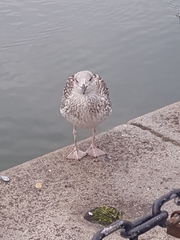 Larus argentatus