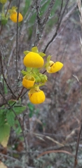 Calceolaria collina